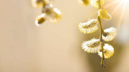 Spring easter, pollen flight background banner panorama - Macro close-up from beautiful Salix caprea...