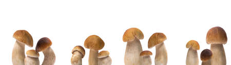 Close up of many different Boletus edulis (king bolete), penny bun, cep, porcini, mushroom isolated on white background banner wide panoramic panoramaの写真素材
