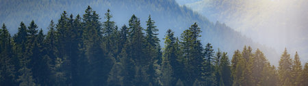 Amazing fog forest landscape view with firs in the morning sun in black forest background panorama...