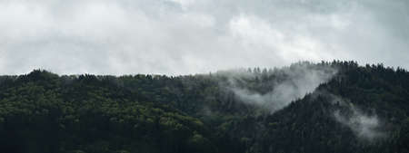 Amazing forest trees landscape in black forest panorama banner long