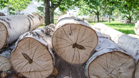 Forest forest background - stacked birch tree trunks