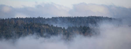 Amazing mystical rising fog forest trees landscape view in black forest (Schwarzwald) Germany...