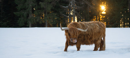 Funny Animals - Scottish highland cow with tongue out in winter with snow, cow in snowy field in the beautiful black forest with the glowing sun and firs in the backgroundの写真素材