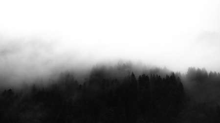 Amazing mystical rising fog forest trees firs landscape in black forest ( Schwarzwald ) Germany panorama banner view - dark moodの写真素材