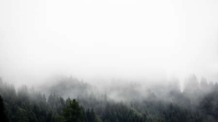 Amazing mystical rising fog forest trees firs landscape in black forest ( Schwarzwald ) Germany...