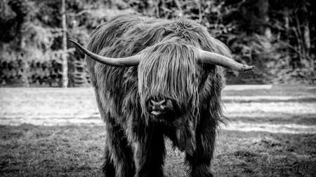 Black & white - Funny Animals background - Scottish highland cow with tongue out , cow on field in...