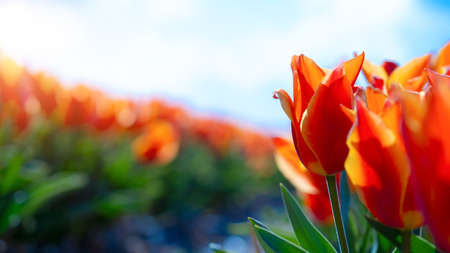 Panoramic landscape of orange beautiful blooming tulip field in Holland Netherlands in spring with blue sky, illuminated by the sun - Close up of Tulpis flowers backgrund banner panoramaの写真素材