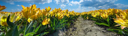 Panoramic landscape of yellow orange beautiful blooming tulip field in Holland Netherlands in spring with blue sky and clouds, illuminated by the sun - Tulpis flowers backgrund banner panoramaの写真素材