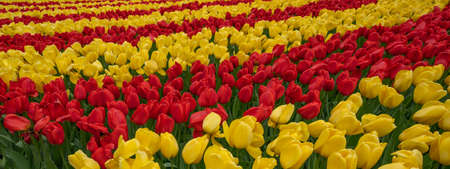Panoramic landscape of red yellow beautiful blooming tulip field waves in Lisse KEUKENHOF Holland...