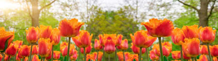 Panoramic landscape of orange beautiful blooming tulip field in Lisse KEUKENHOF Holland Netherlands in spring with trees, illuminated by the sun - Close up of Tulpis flowers background banner panoramaの写真素材