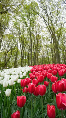 Landscape of colorful beautiful blooming tulip field in Lisse KEUKENHOF Park Holland Netherlands in spring, with fresh green meadow and trees - Tulips flowers background portraitの写真素材