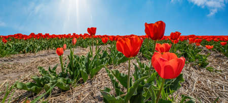 Panoramic landscape of red beautiful blooming tulip field in Holland Netherlands in spring with blue sky, clouds and sunbeams - Tulips flowers background banner panoramaの写真素材