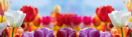 Panoramic landscape of colorful beautiful blooming tulip field in Holland Netherlands in spring, illuminated by the sun - Close-up of Tulips flowers backgroundの写真素材