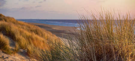 Panoramic North Sea landscape background banner - Panorama of sunset or sunrise and grass of the...