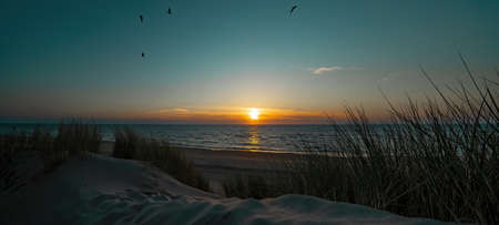 Panoramic landscape background banner panorama of sunset or sunrise, gulls and grass of the dune on...
