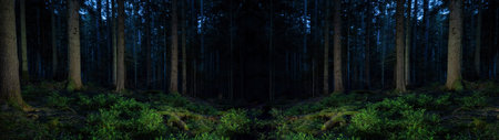 Dark landscape Black Forest background - Mystical forest with fir trees, spruce trees and blueberry plants at nightの写真素材