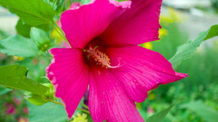 pink hibiscus, yelow sunflower, white crocus flower in gardenの写真素材