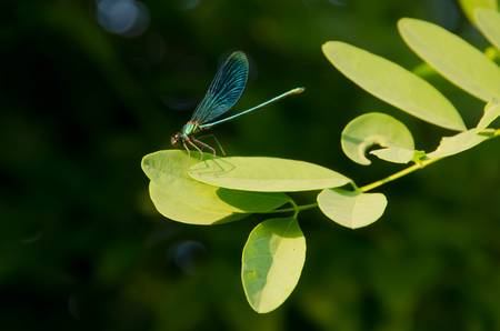 Dragonfly on a leavesの写真素材