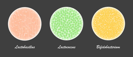 Probiotic bacteria cultures under a microscope, field of view with lactobacillus, bifidobacterium,...