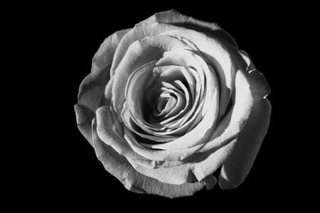 Rosa biancaの写真素材