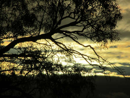 Tree in sunsetの写真素材
