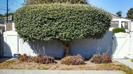 Tree between two gates.