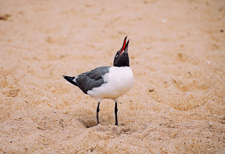 Laughing gullの写真素材