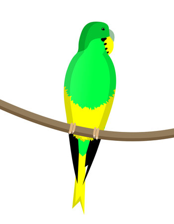 Parrot sitting on a branch isolated on white background. Vector illustration.