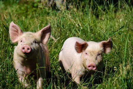 Free pigs in a meadowの写真素材