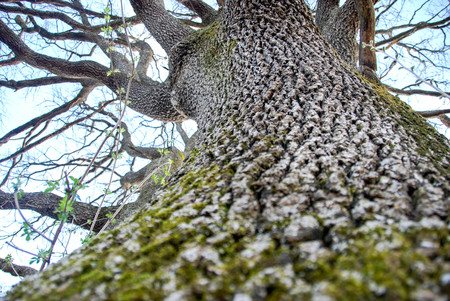 Monumental Oak, Farigliano, Piedmont, Italy