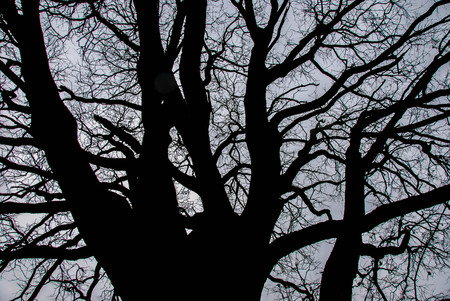 The monumental big Oak near Farigliano, Piedmont, Italy