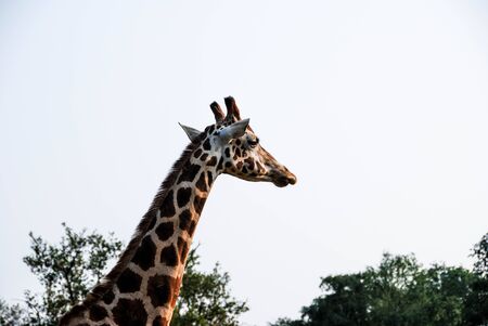 A long neck African giraffe in a safariの写真素材