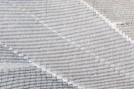 Vineyards of the Langhe, Piedmont - Italyの写真素材