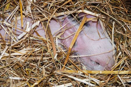 A very small newborn pigの写真素材
