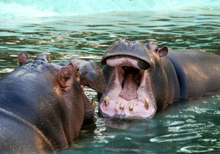 Hippopotamuses bathe in a tubの写真素材