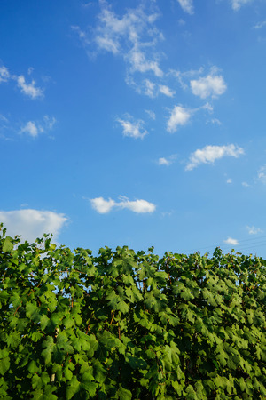 Vineyards in Cannubi, Barolo Piedmonte - Italyの写真素材