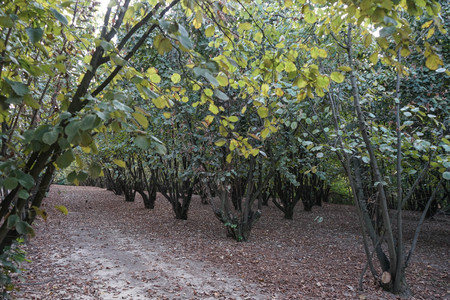 Field of hazelnuts at la Morra, Piedmont - Italyの写真素材