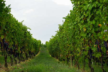 Vineyard on the hills of Barolo, Piedmont - Italyの写真素材