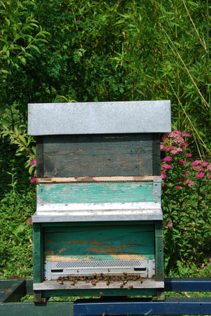 Bees with their beehive, honey producersの写真素材