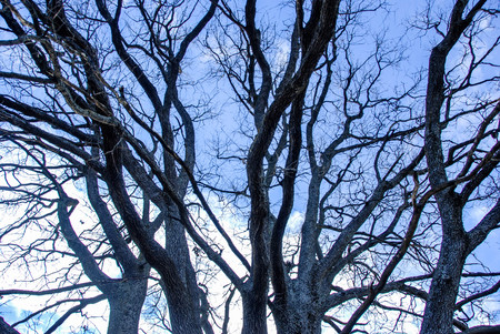 The trunk of a oak near Farigliano, Piedmont, Italy