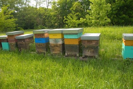 Bees in hives produce sweet honey
