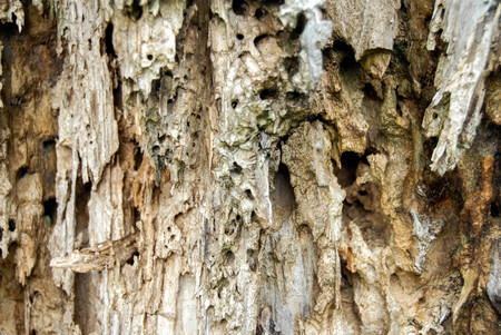 An old dead tree trunk eroded by time and termites