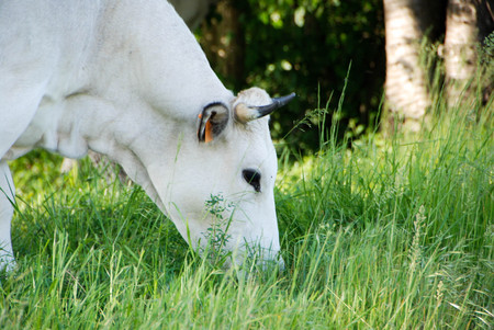 Herd grazing free near Montezemolo, Piedmont - Italyの写真素材