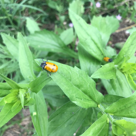 A italic Lachnaia on a leaf in a meadow
