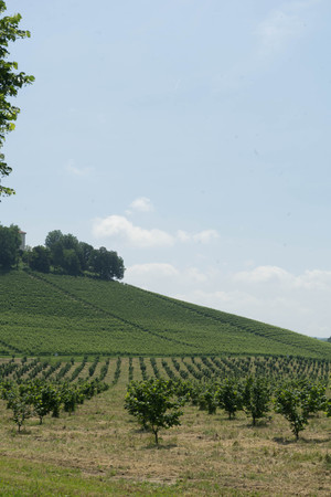 A field of young hazelnut trees near Alba in Piedmont, Italy