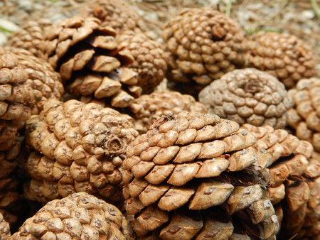 Many pine cones on a path in the mountainsの写真素材