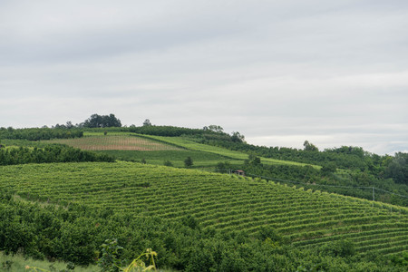 Some rows of a vineyard in the hills near Monticello d'Alba, Piedmont - Italyの写真素材
