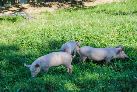 Some piglets run in a meadow