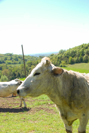 Cows grazing free in Langa, Piedmont - Italyの写真素材