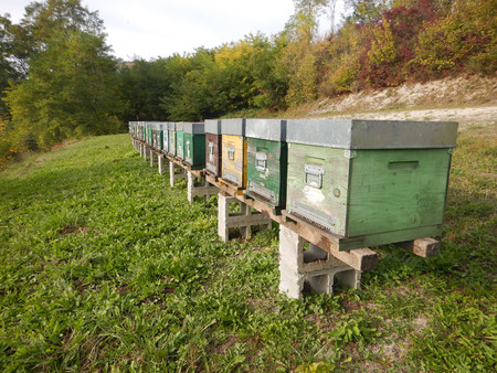 A file of beehives in a meadow in the Langhe, Piedmont - Italy